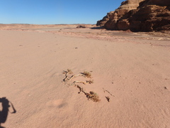Caroxylon imbricatum