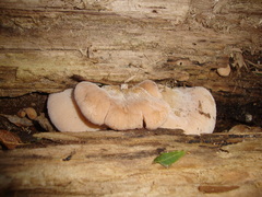 Lentinellus