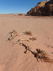 Caroxylon imbricatum