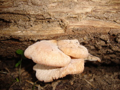 Lentinellus