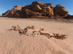 Caroxylon imbricatum