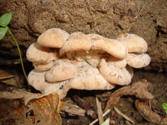 Lentinellus