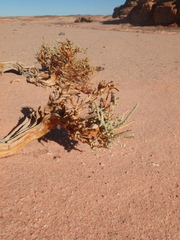Caroxylon imbricatum