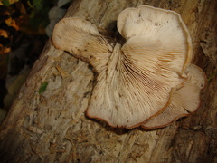 Lentinellus