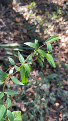 Gelsemium sempervirens