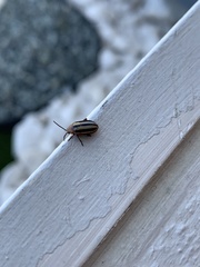 Disonycha leptolineata