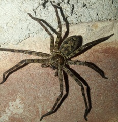 Heteropoda venatoria