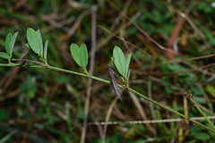Indigofera taiwaniana