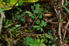 Indigofera taiwaniana