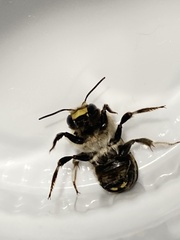 Anthidium septemspinosum