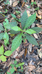 Psychotria nervosa