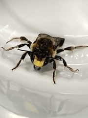 Anthidium septemspinosum