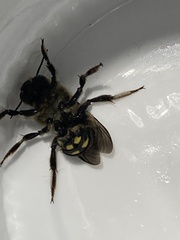 Anthidium septemspinosum