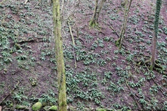 Asplenium scolopendrium scolopendrium