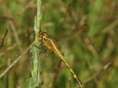 Erythrodiplax nigricans