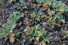 Potentilla acaulis