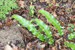 Asplenium scolopendrium scolopendrium
