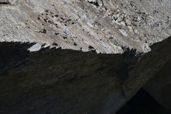 Phoenicurus ochruros