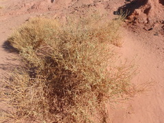 Caroxylon imbricatum