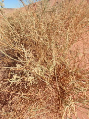 Caroxylon imbricatum