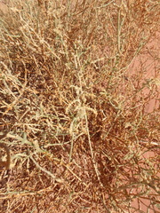 Caroxylon imbricatum