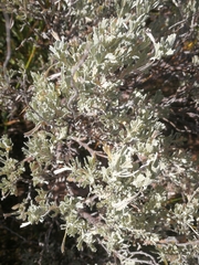 Artemisia ludoviciana
