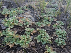 Potentilla acaulis