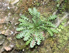 Arabidopsis arenosa