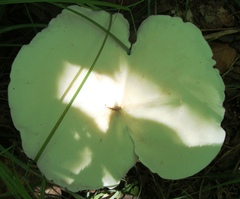 Leucopaxillus