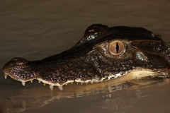 Paleosuchus trigonatus