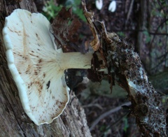 Leucopaxillus