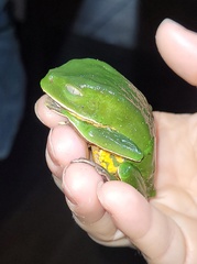 Phyllomedusa distincta