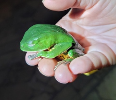 Phyllomedusa distincta