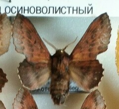 Phyllodesma tremulifolia