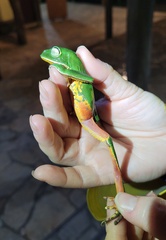 Phyllomedusa distincta