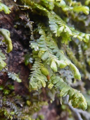 Porella platyphylla