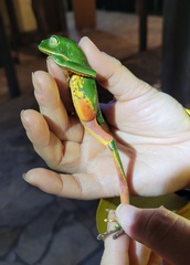 Phyllomedusa distincta
