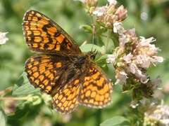 Melitaea athalia