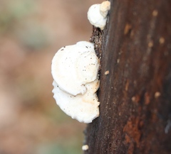 Trametes suaveolens