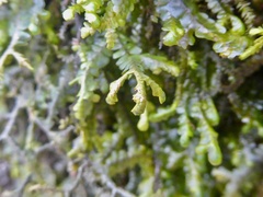 Porella platyphylla