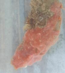 Clathria