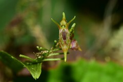Lepanthes cassidea