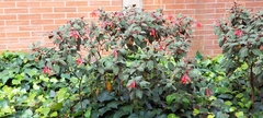 Fuchsia triphylla