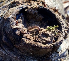 Cleidogona