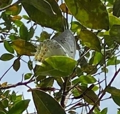 Polyura delphis