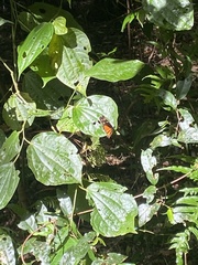 Nymphalidae