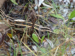 Lymnocryptes minimus