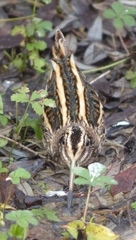 Lymnocryptes minimus