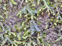 Porella platyphylla