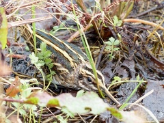 Lymnocryptes minimus